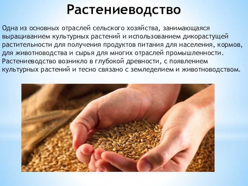 Растениеводство отрасли продукция. Значение отрасли сельского хозяйства. Виды зерноводства примеры. Где Полеводство в Чебоксарах.