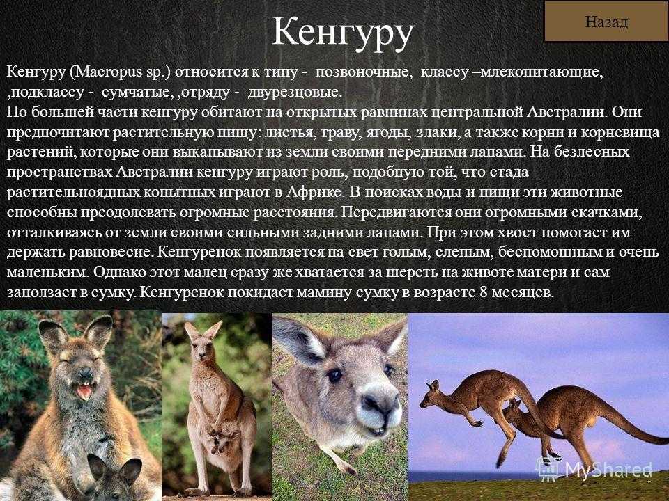 Проект по кенгуру