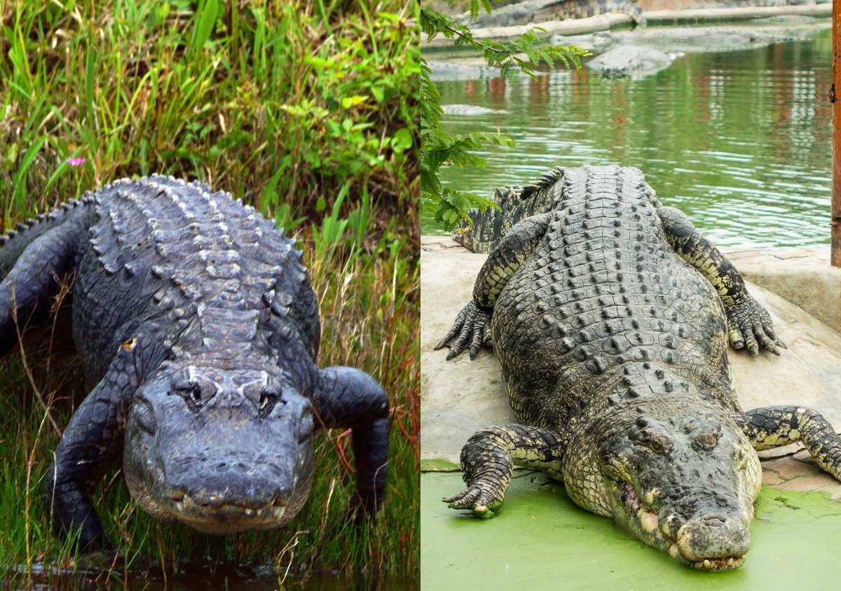 Чем отличается крокодил от аллигатора простыми словами