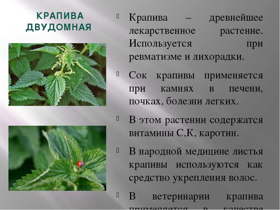 Крапива картинка с описанием