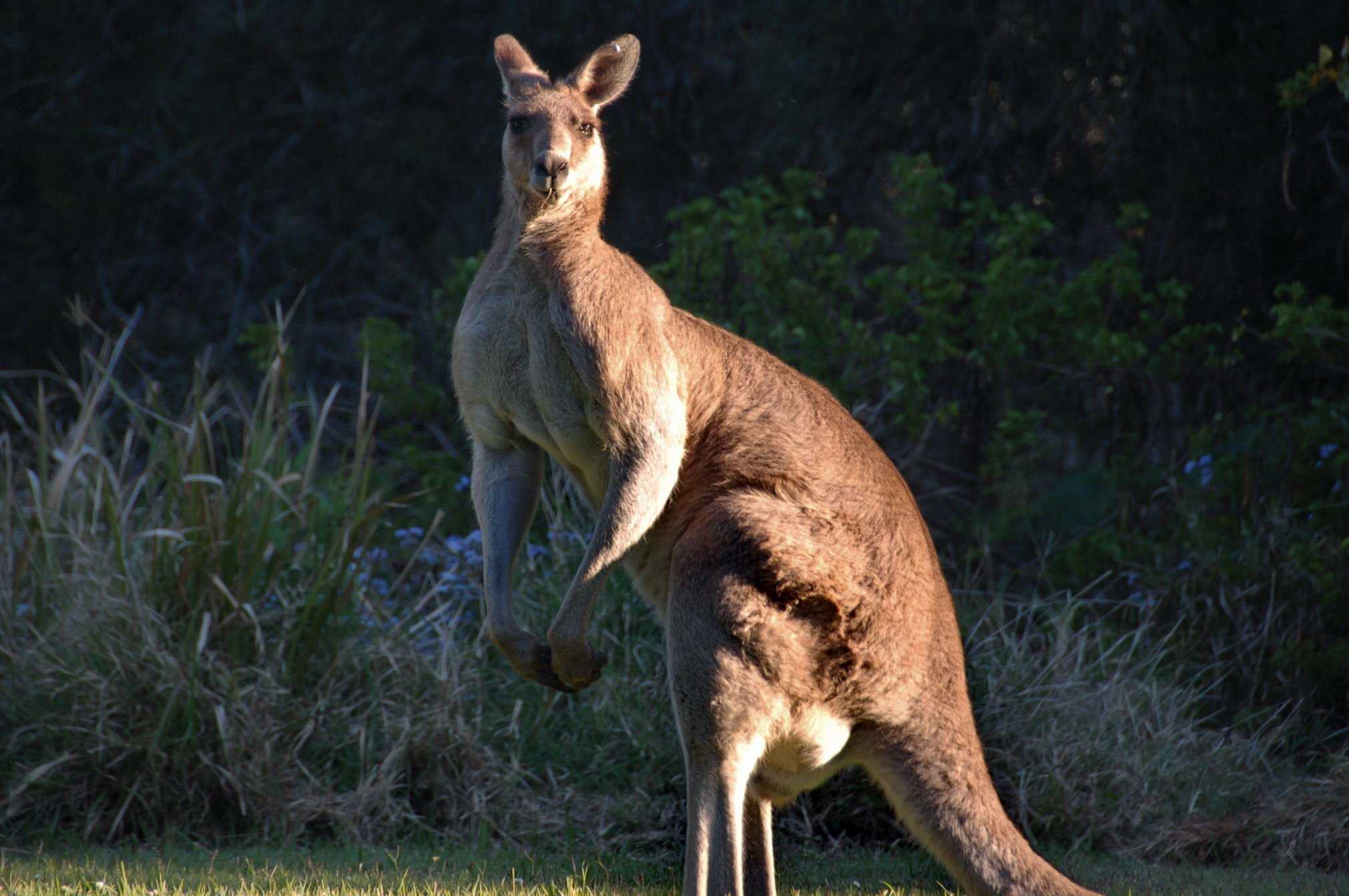 Кенгуру 2024. Сумчатые кенгуру. Гигантский рыжий кенгуру (Red-Grey Kangaroo). Самка кенгуру. Исполинский рыжий кенгуру.