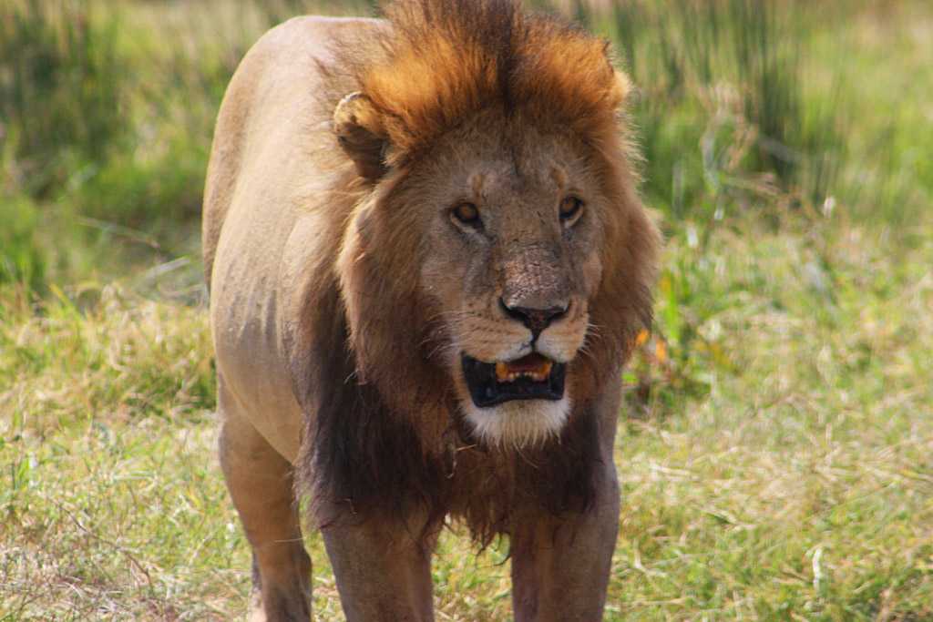 Лев животное. образ жизни и среда обитания льва