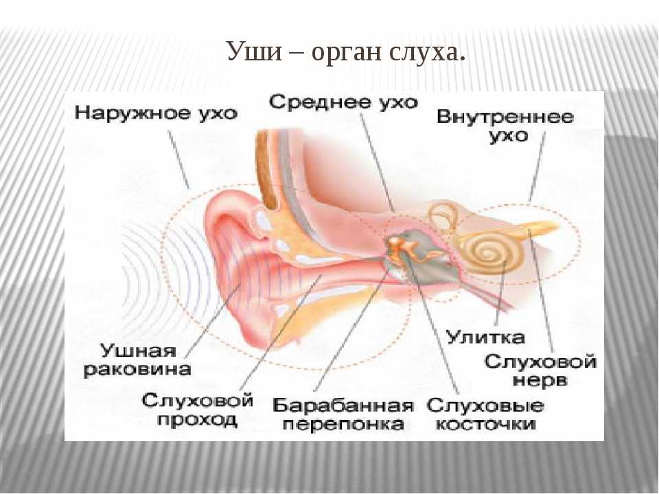 Верные признаки органов слуха человека. Органы уха. Орган слуха и равновесия ухо. Органы чувств ухо строение. Орган слуха человека.