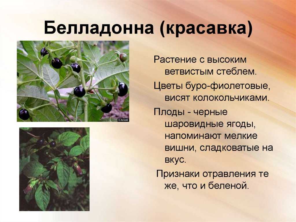 Как выглядит белладонна растение фото и описание