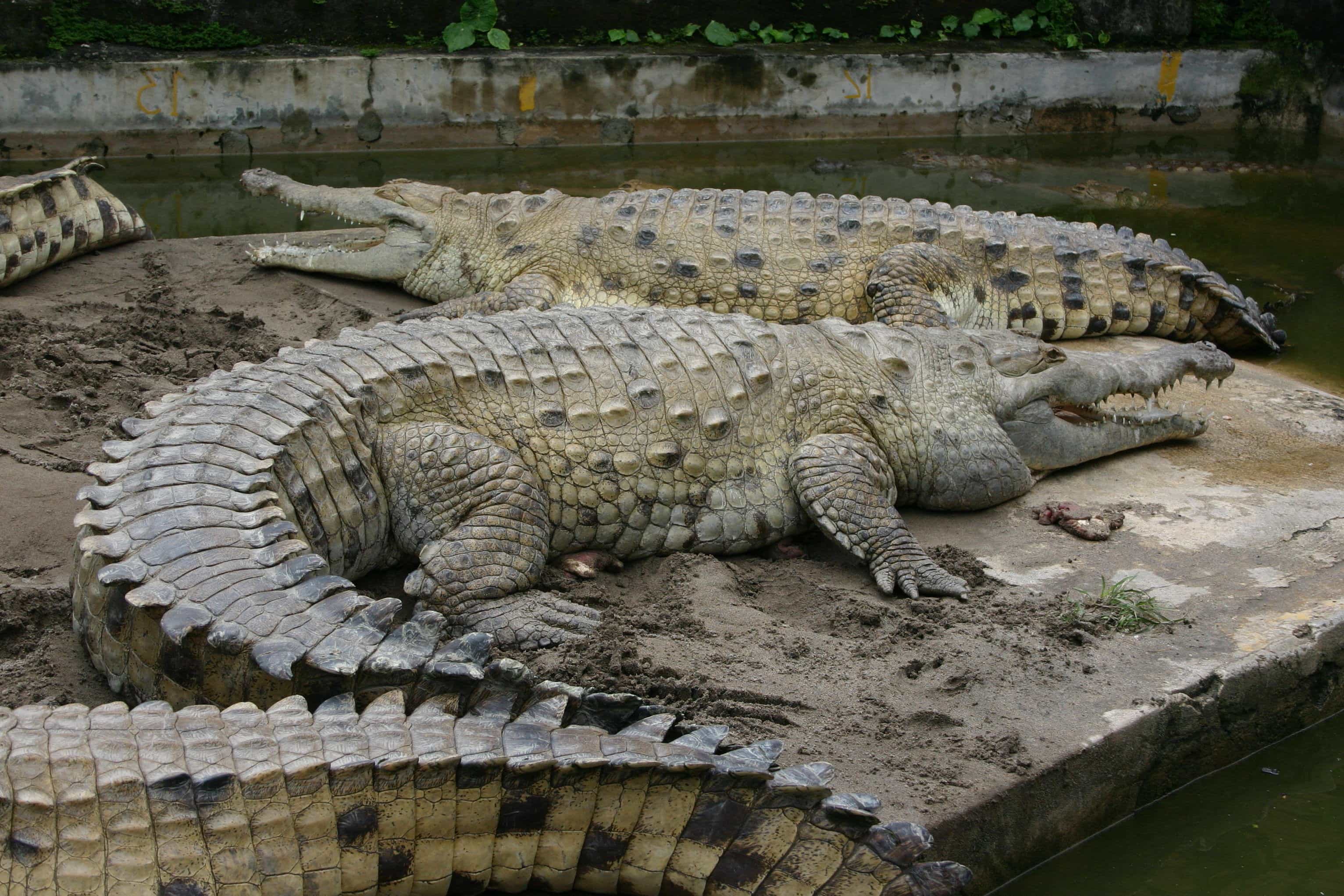 Оринокский крокодил Южной Америки
