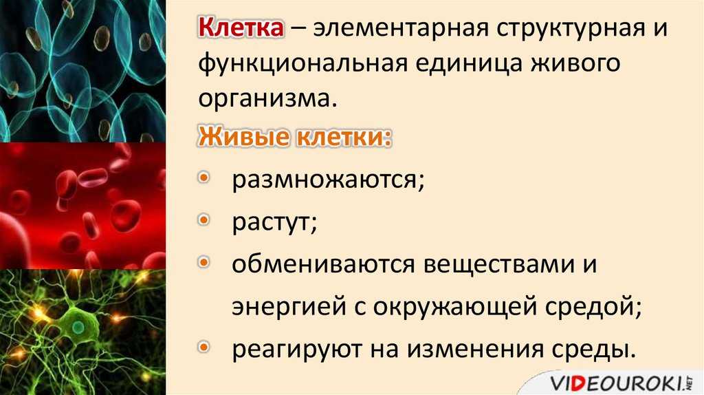 Клетка единица живого презентация