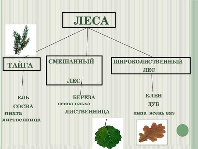 Юные деревья всех пород ель и сосна осина и береза растут дружно и тесно схема