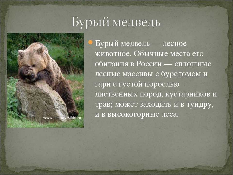 Бурый медведь порядок. Место обитания бурого медведя. Ареал обитания бурого медведя в России. Место обитания бурого медведя в России. Бурый медведь обитание.