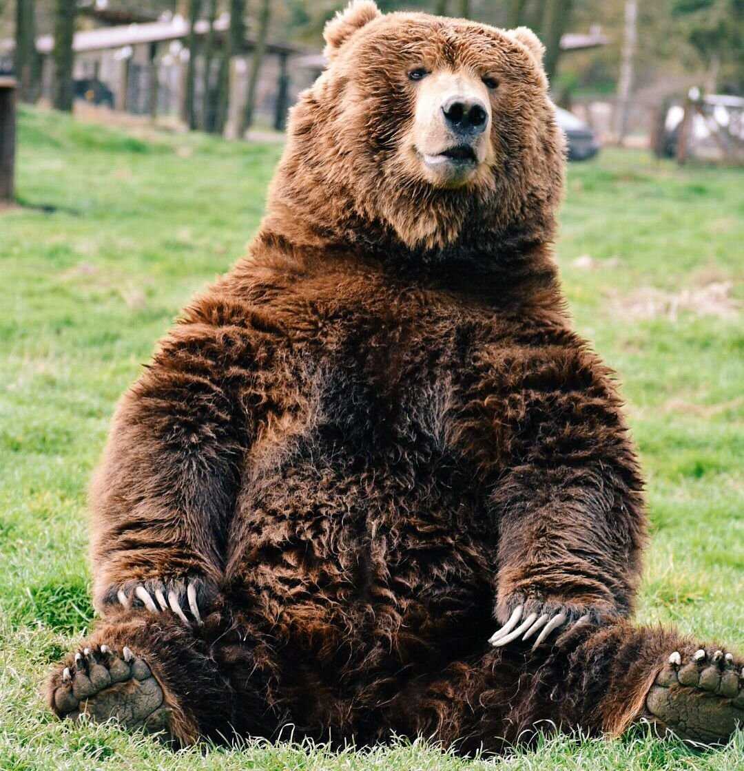 Самые большие медведи в мире: топ-10 наиболее крупных видов, их фото и особенности