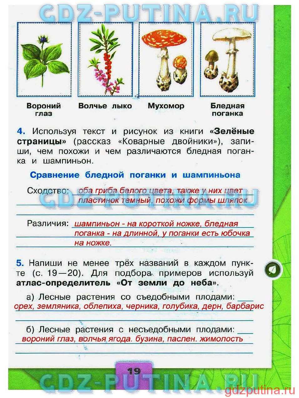 Мудрая черепаха интересуется знаешь ли ты ядовитые ягоды и грибы вырежи рисунки из приложения