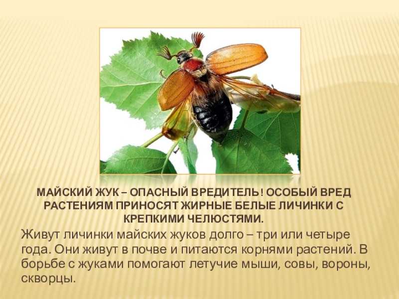 Личинка майского жука фото и описание какой вред