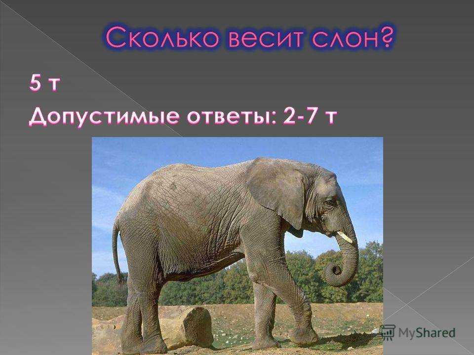 Слон сколько кг. Сколько весит слон. Вес слона. Слон весит. Слон сколько весит слон.