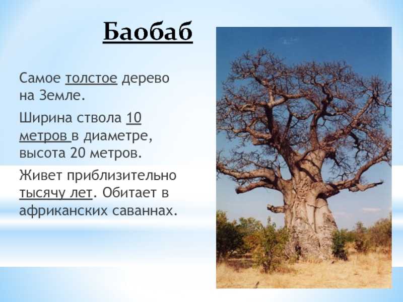 Воспользуйтесь текстом живет на свете баобаб. Доклад про дерево баобаб. Баобаб дерево описание для детей. Самое толстое дерево. Самое толстое дерево на земле баобаб.