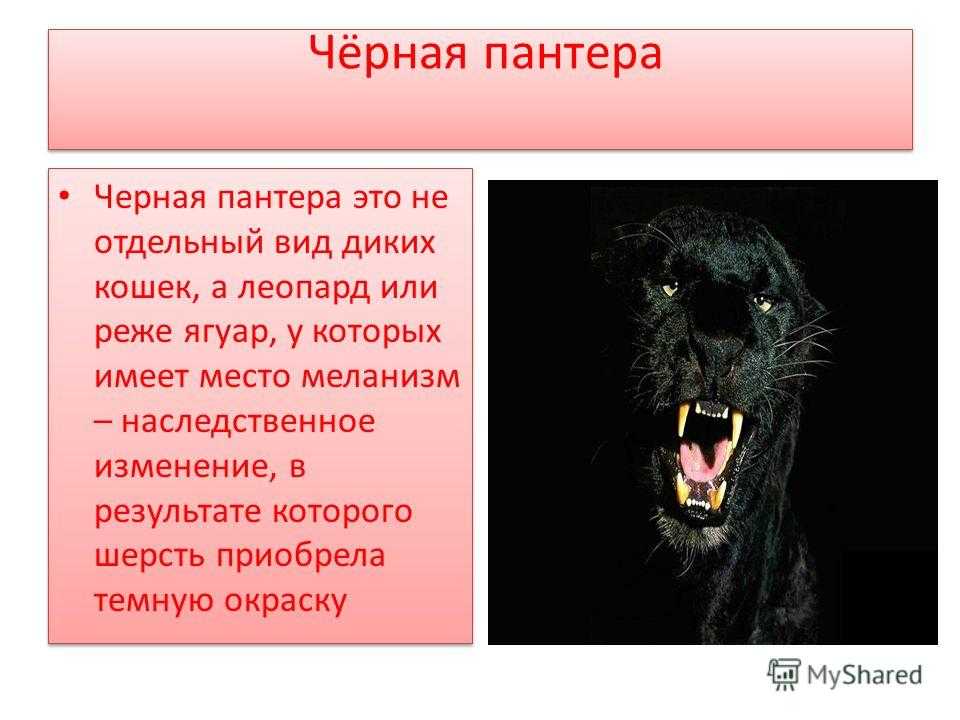 Описание темного. Пантера интересные факты. Сообщение о пантере. Доклад о пантере. Презентация о пантере.