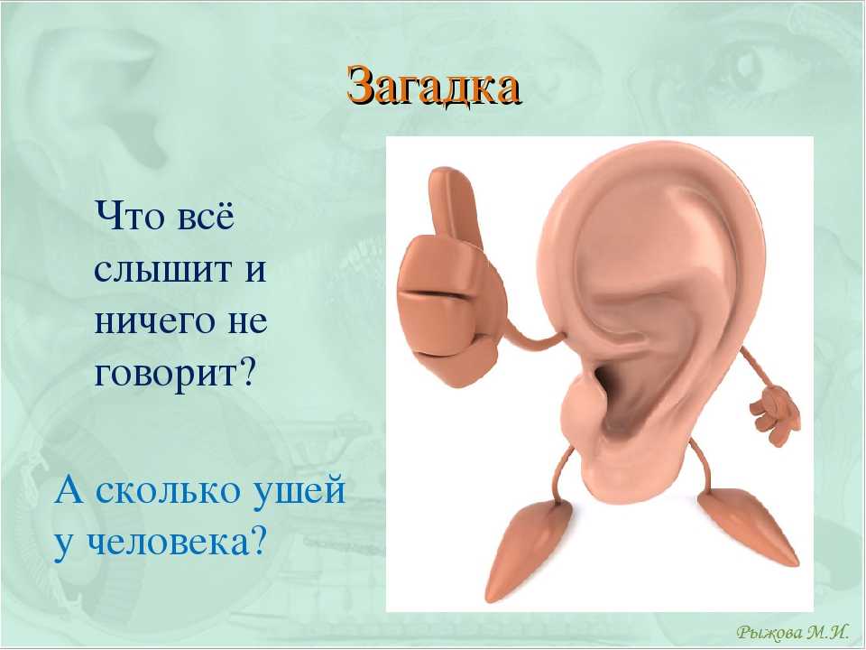 Рассказы про уши. Загадка про уши. Уши орган слуха. Презентация орган слуха. Презентация на тему органы слуха.