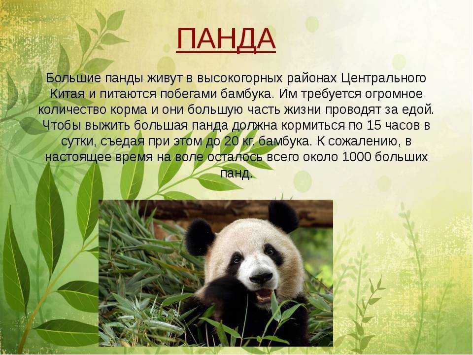Когда вышла 1 панда. Панда бамбуковый медведь история. Рассказ о панде. Рассказ о большой панде. Панда красная книга.