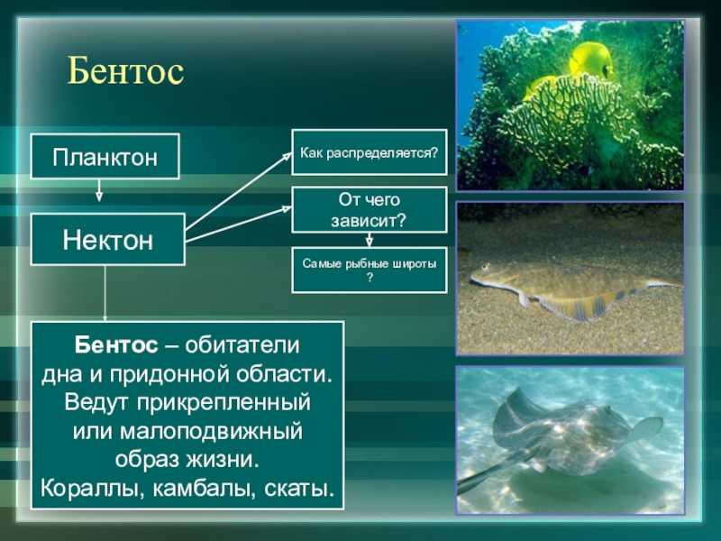 Презентация живые организмы океанов и морей