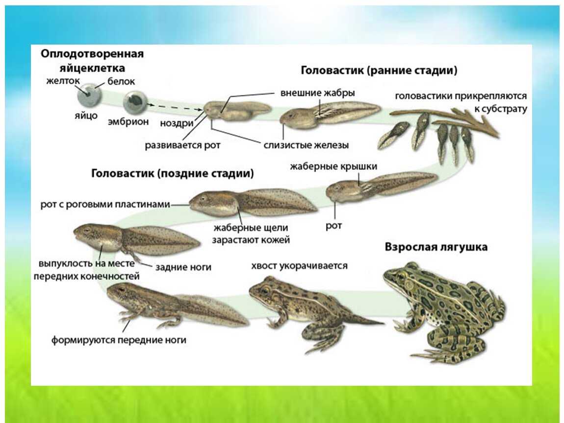 Размножение и развитие лягушки схема