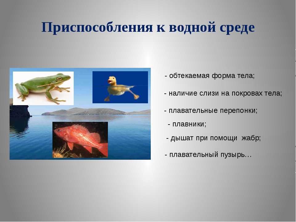 Организмы не способные к активному плаванию. Приспособления животных к водной среде. Приспособление организмов к водной среде. Приспособленность организмов к водной среде. Приспособления к водной среде обитания.