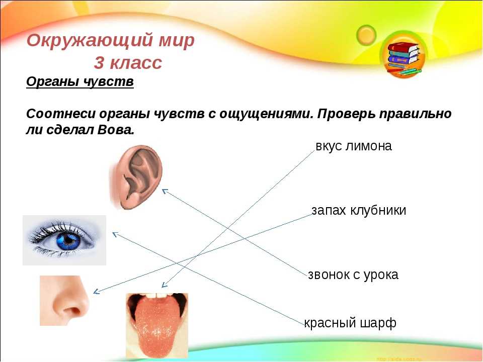 Паспорт проекта организм человека 3 класс