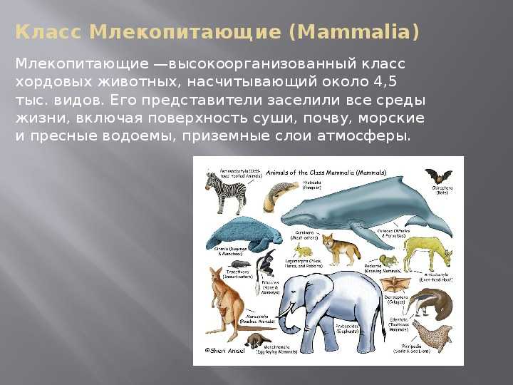 Презентация на тему многообразие млекопитающих