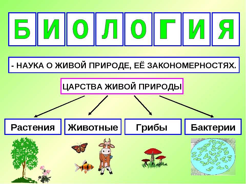 Царства природы 2 класс окружающий мир школа 21 века презентация