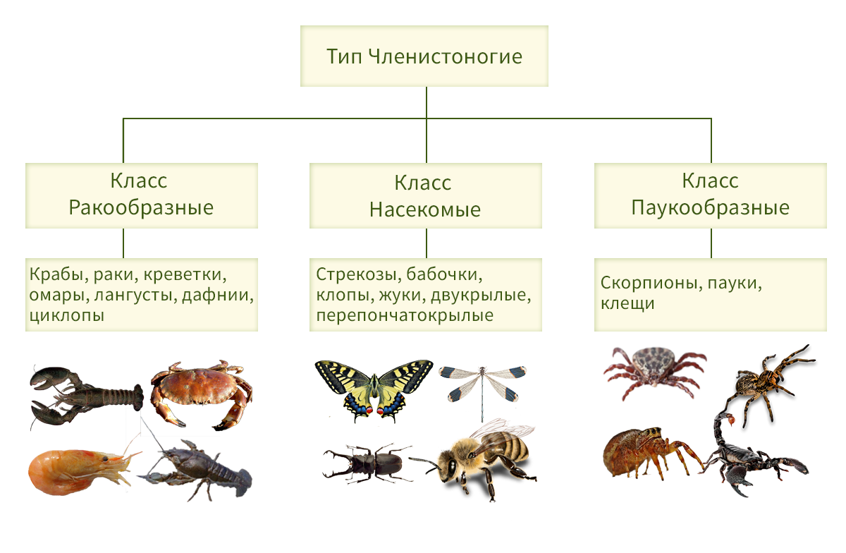 Насекомые относятся к типу членистоногие. Тип Членистоногие 7 класс биология. Классификация членистоногих схема. Тип Членистоногие ракообразные паукообразные насекомые. Систематика членистоногих схема.