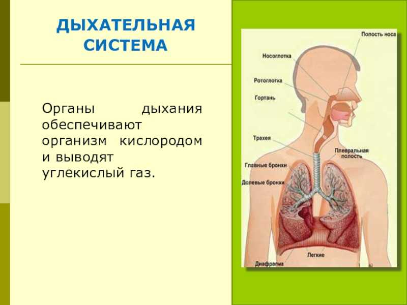 Орган обеспечивающий. Органы дыхательной системы. Дыхательная система обеспечивает организм. Дыхательнаяситема 4 класс. Дыхательная система человека 4 класс.