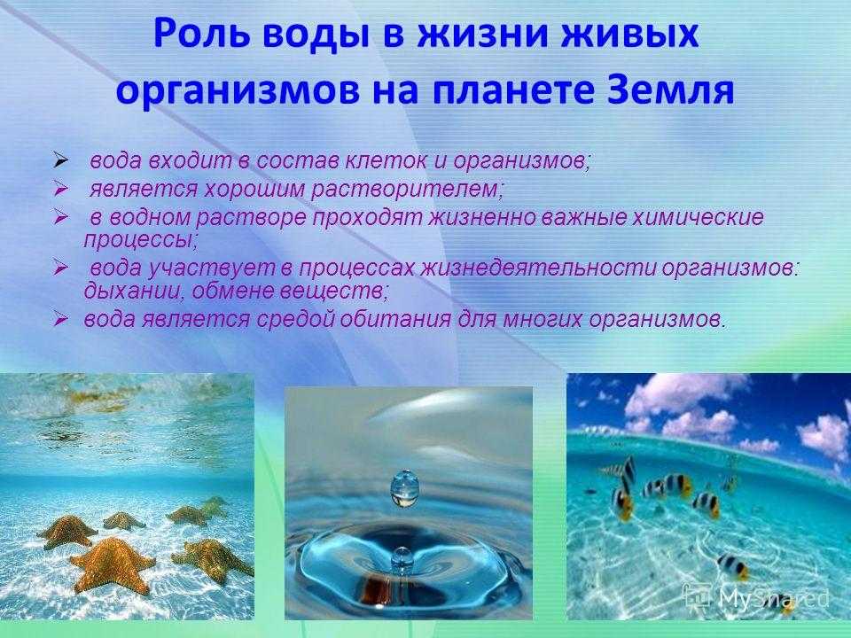 Вода главная роль. Значение воды для живых организмов. Роль воды в жизни организмов. Вода в жизни живых организмов. Вода и ее роль в жизни живых организмов.