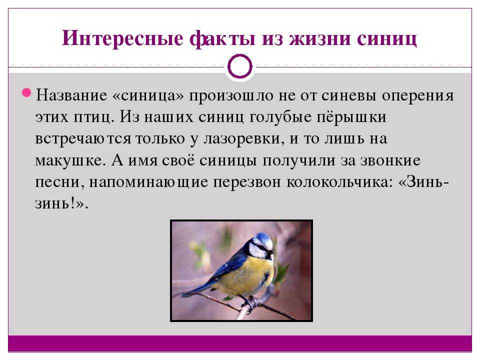 Интересные факты про синицу. Интересные факты о птицах. Интересные акты о птиц. Интересные птицы. Интересные птицы для детей.