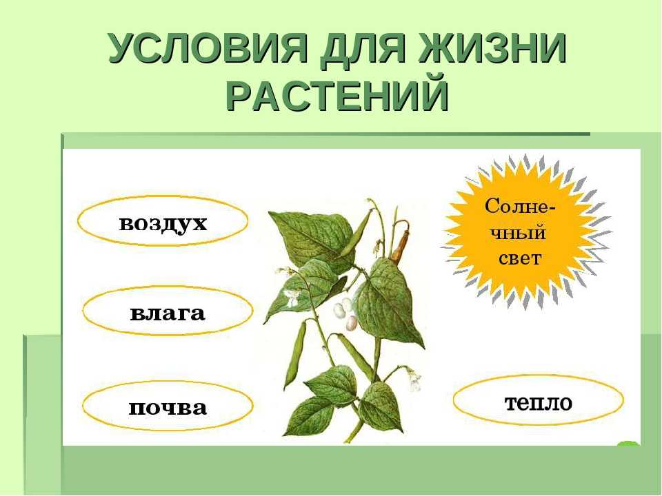 Схема условия роста растений