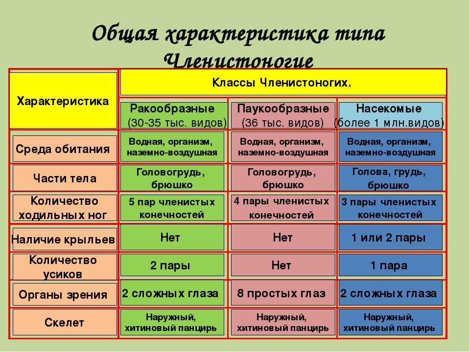 Сравнительная характеристика членистоногих