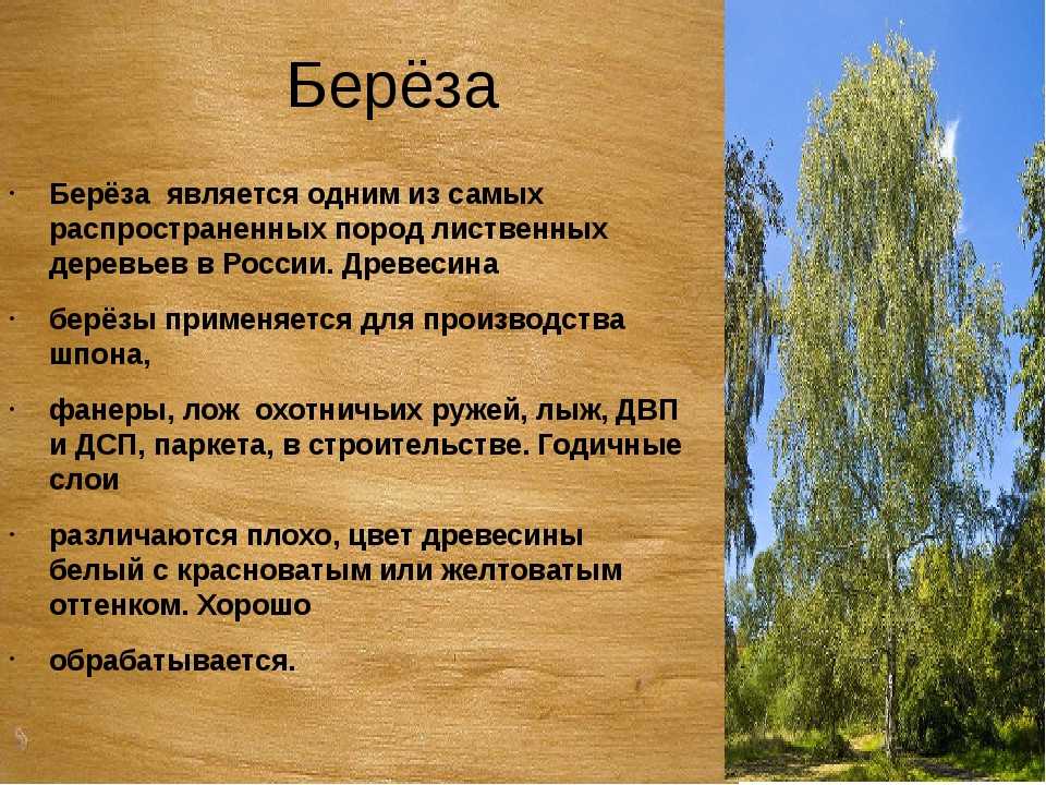 Сделайте описание березы повислой по следующему. Описание березы. Береза характеристика дерева. Береза особенности дерева. Свойства древесиы берёзы.