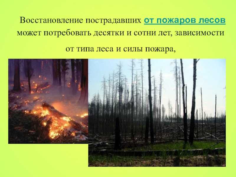 Экологические катастрофы о лесных пожарах. Лес после пожара. Восстановление леса после пожара. После лесного пожара. Восстановление лесов после пожаров.