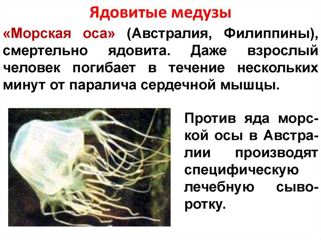 Какие черви кишечнополостные. Ядовитые медузы. Морская Оса самая ядовитая медуза. Кишечнополостные медузы. Ядовитые медузы презентация.