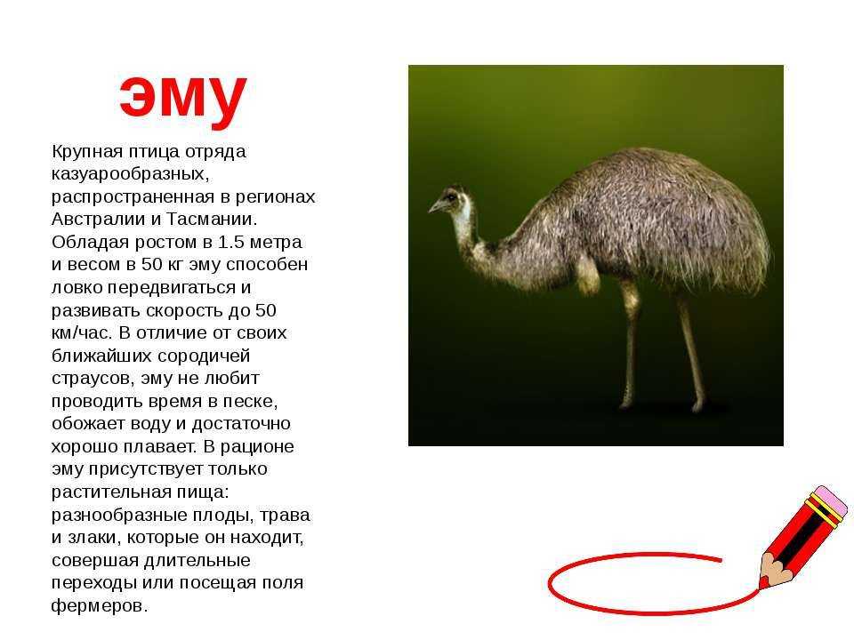Страус эму. образ жизни и среда обитания страуса эму