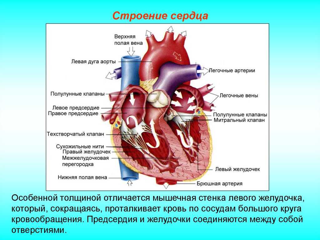 Какая кровь содержится в левой части сердца. Общая схема строения сердца. Строение сердца и функции схема. Сердечный желудочек строение. Строение клапанов сосудов сердца.