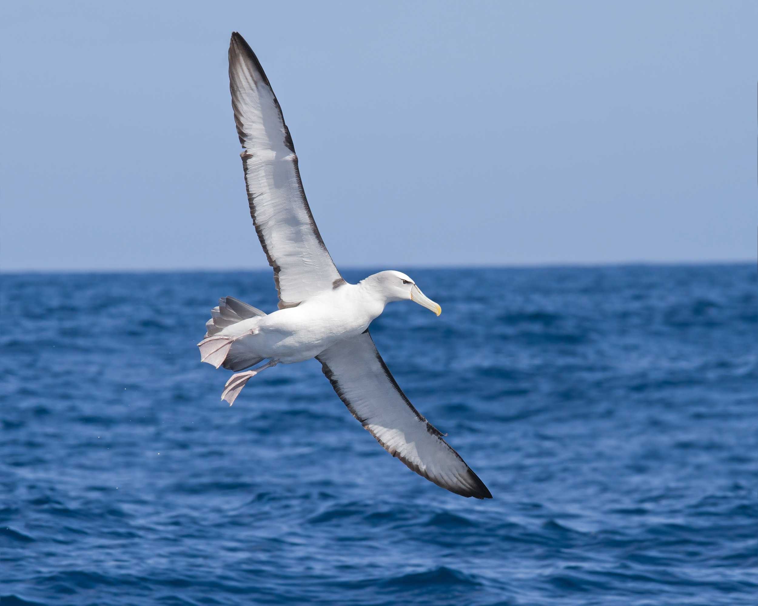 Альбатрос – морская птица