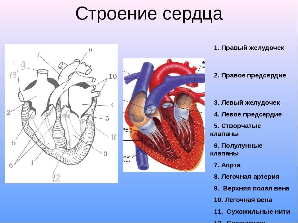 Правое предсердие аорта левый желудочек легкие левое. Схема строения сердца 3 класс. Строение сердца биология 8 кл. Строение сердца человека 8 класс биология. Сердце человека анатомия 8 класс.