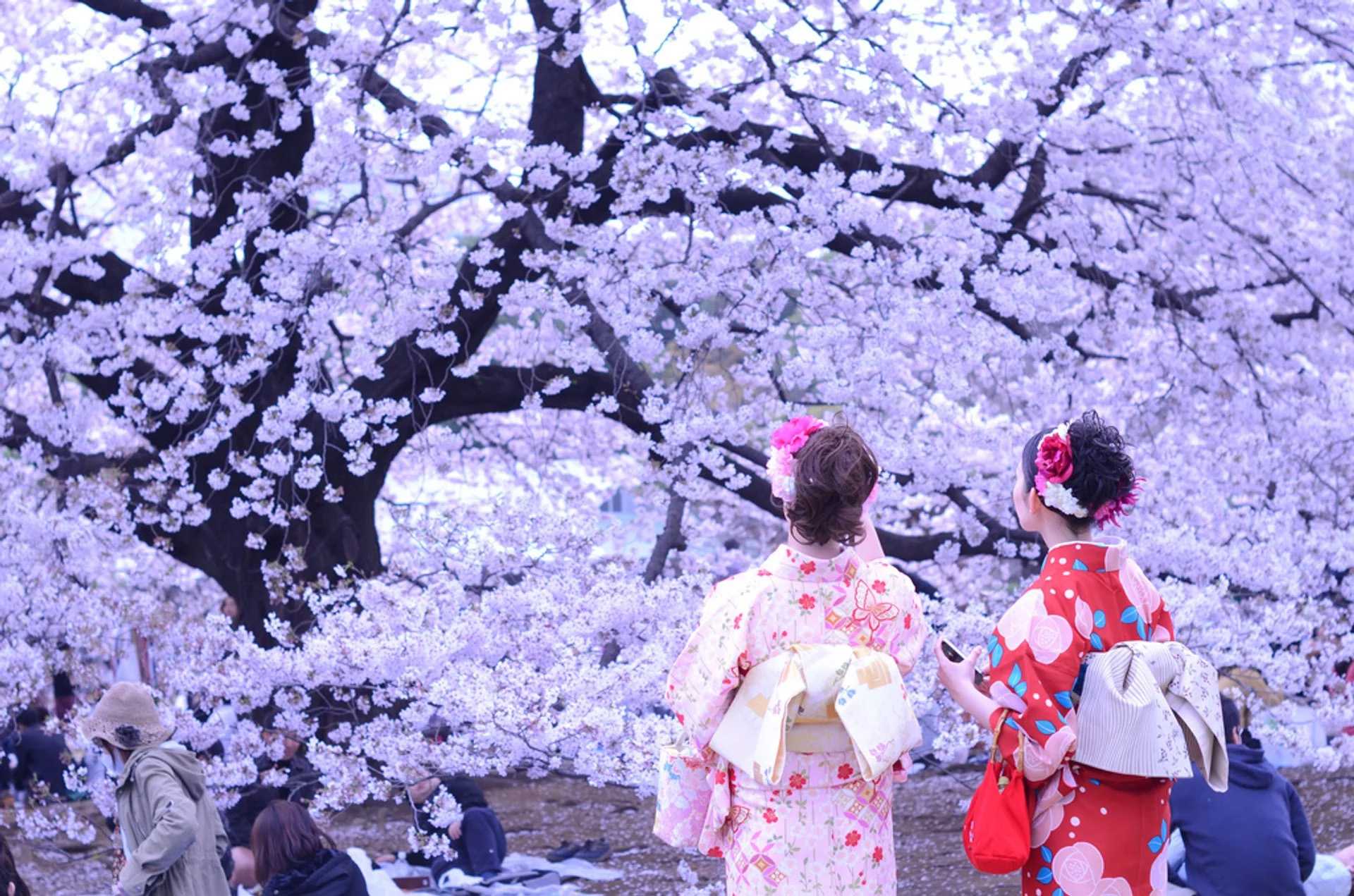 фестиваль цветов в японии