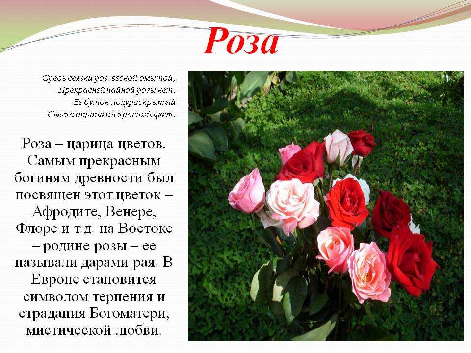 Розочка слова. Описание розы 3 класс. Описание цветка розы. Доклад о Розе.
