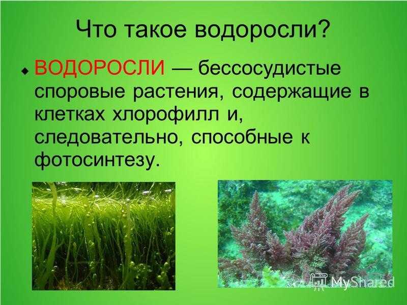 Понятие водорослей