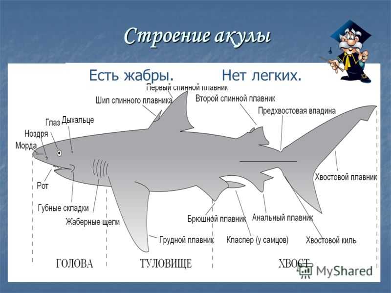 Акула информация. Внешнее строение хрящевых рыб. Внутреннее строение хрящевых рыб. Хрящевые рыбы тело акулы вид сбоку. Череп акулы сбоку строение.