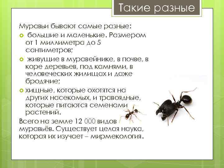 Самые интересные факты про муравьев