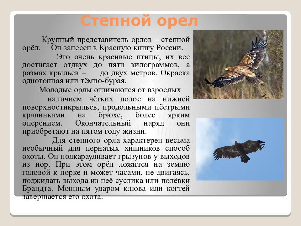 Птица орел. образ жизни и среда обитания орла | животный мир