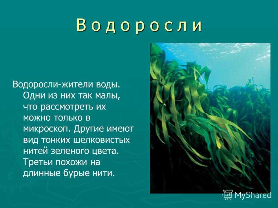 Презентация по теме водоросли