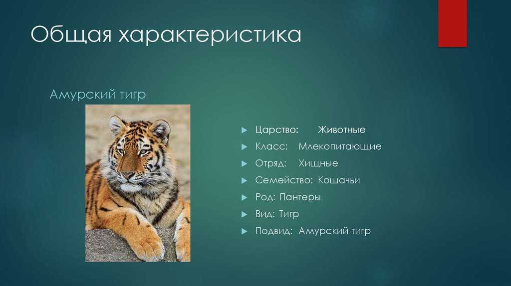 Проект про тигра 2 класс