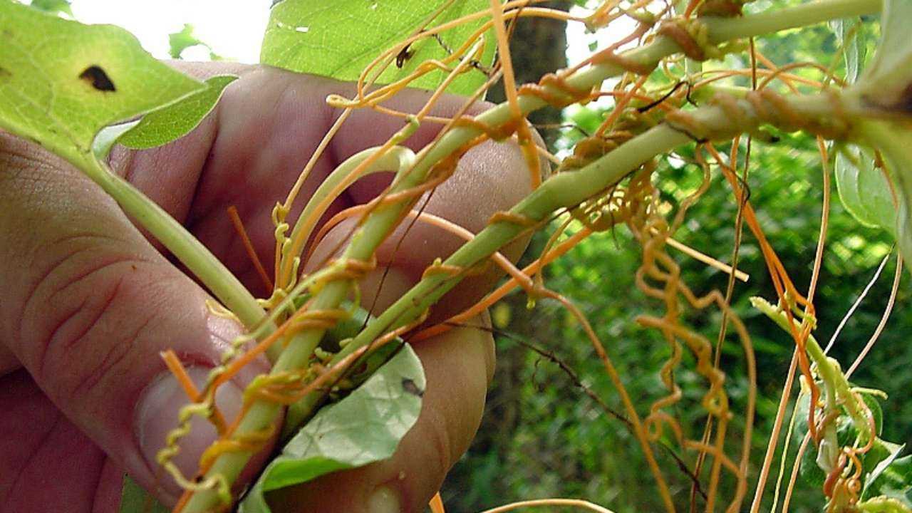 Болезни и вредители фасоли и борьба с ними фото