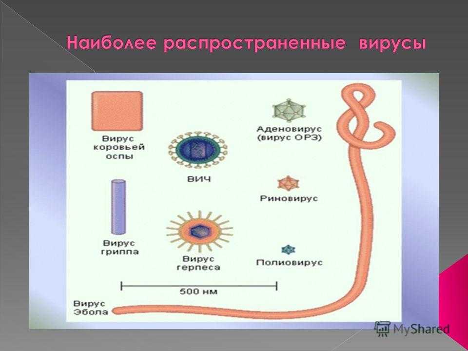 Многообразие вирусов 5 класс презентация