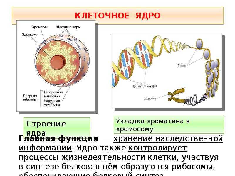 5 функций клетки. Клетка строение и функции. Основные функции клетки. Строение и функционирование клеток. Клеточное ядро.